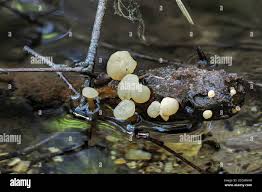 Attēlu rezultāti vaicājumam “Cudoniella clavus”