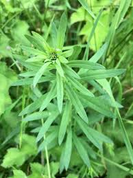 Attēlu rezultāti vaicājumam “Linaria vulgaris bud”