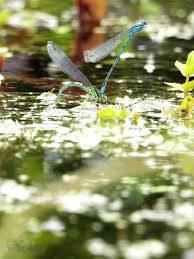 Attēlu rezultāti vaicājumam “Coenagrion puella male”