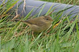 Image result for Phylloscopus schwarzi