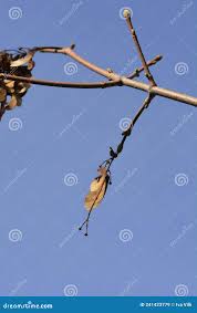 Attēlu rezultāti vaicājumam “Acer tataricum subsp. ginnala bud”