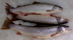 Image result for Salmo trutta trutta
