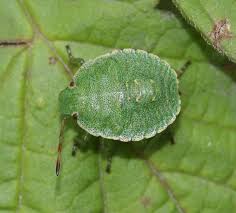 Attēlu rezultāti vaicājumam “Palomena prasina nymph”