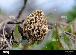 Attēlu rezultāti vaicājumam “Morchella sp.”