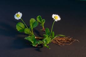 Image result for Bellis perennis