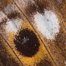 Attēlu rezultāti vaicājumam “Apatura ilia underside”