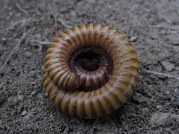 Attēlu rezultāti vaicājumam “Myriapoda”