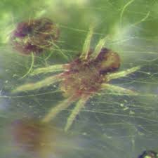 Attēlu rezultāti vaicājumam “Panonychus”