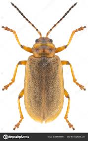 Attēlu rezultāti vaicājumam “Galerucella nymphaeae”