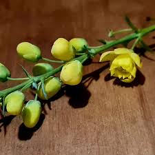 Attēlu rezultāti vaicājumam “Mahonia aquifolium bud”