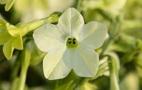Image result for Nicotiana x sanderae