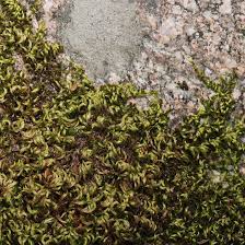 Attēlu rezultāti vaicājumam “Brachytheciastrum velutinum sporophyte”