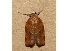 Attēlu rezultāti vaicājumam “Pandemis cinnamomeana”