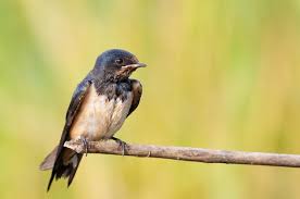Attēlu rezultāti vaicājumam “Hirundo rustica juvenile”