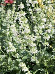Attēlu rezultāti vaicājumam “Salvia verticillata leaf”