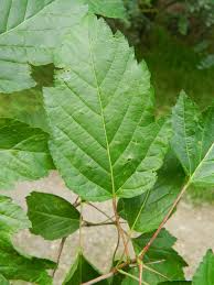 Attēlu rezultāti vaicājumam “Acer tataricum”