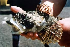 Image result for Myoxocephalus scorpius