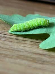 Attēlu rezultāti vaicājumam “Orthosia cerasi”