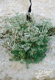 Attēlu rezultāti vaicājumam “Sedum album bud”