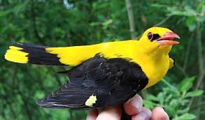 Attēlu rezultāti vaicājumam “Oriolus oriolus”