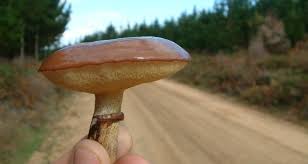 Attēlu rezultāti vaicājumam “Suillus luteus”