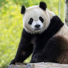 Image result for pandas