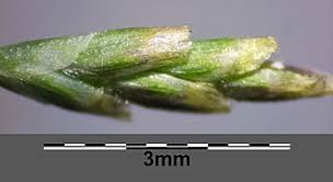 Attēlu rezultāti vaicājumam “Puccinellia distans”