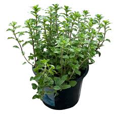 Image result for Majoran