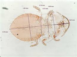 Attēlu rezultāti vaicājumam “Licea chelonoides”