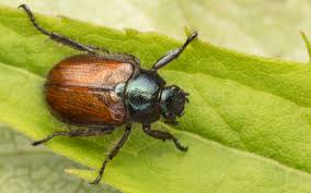 Attēlu rezultāti vaicājumam “Phyllopertha horticola imago”