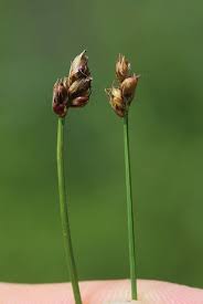 Attēlu rezultāti vaicājumam “Carex chordorrhiza”