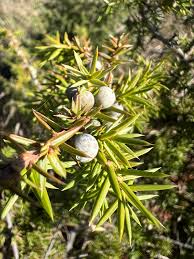 Attēlu rezultāti vaicājumam “Juniperus communis”