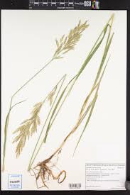 Attēlu rezultāti vaicājumam “Bromopsis inermis fruit”