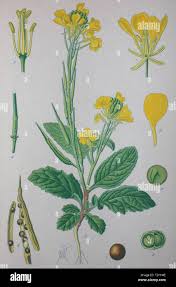 Attēlu rezultāti vaicājumam “Sinapis arvensis”