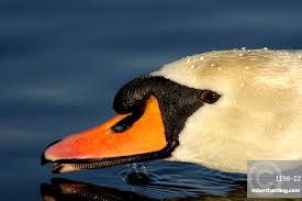 Attēlu rezultāti vaicājumam “Cygnus olor”