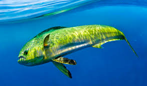 Image result for Coryphaena hippurus