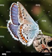 Attēlu rezultāti vaicājumam “Plebejus argus male”