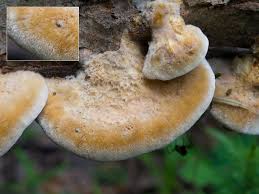 Attēlu rezultāti vaicājumam “Inonotus rheades”