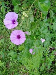Attēlu rezultāti vaicājumam “Convolvulaceae”