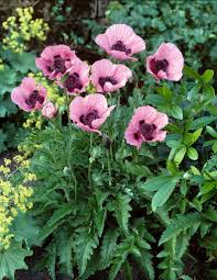 Image result for Papaver orientale