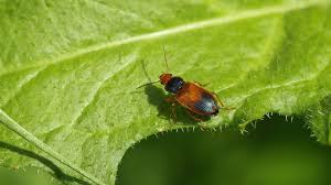 Attēlu rezultāti vaicājumam “Diachromus germanus”