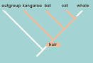 symplesiomorphy pronunciation