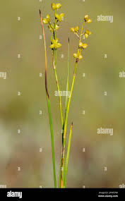 Attēlu rezultāti vaicājumam “Scheuchzeriaceae”