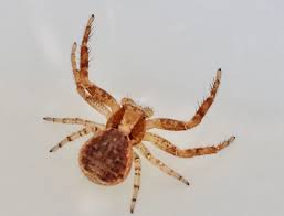 Attēlu rezultāti vaicājumam “Xysticus bifasciatus female”