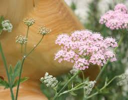 Image result for Pimpinella major
