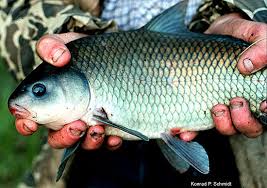 Image result for Ictiobus bubalus