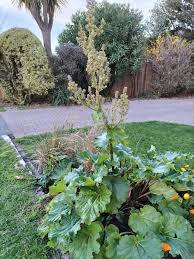 Attēlu rezultāti vaicājumam “Rheum rhabarbarum flower”