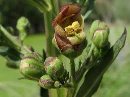 Attēlu rezultāti vaicājumam “Scrophularia umbrosa flower”