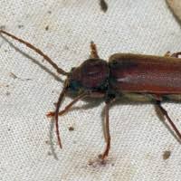 Attēlu rezultāti vaicājumam “Criocephalus rusticus”