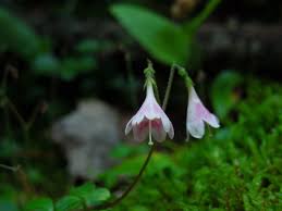 Attēlu rezultāti vaicājumam “Linnaea borealis flower”